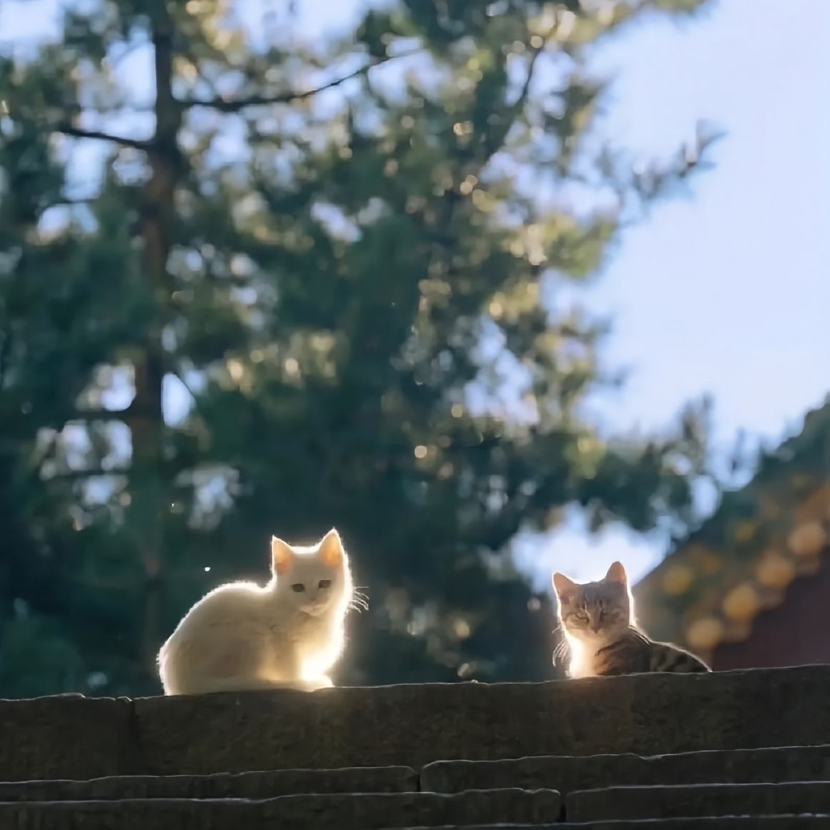 ☕ 𝙳𝚊𝚢“放下多余的执念，看淡无谓的得失，日子自会温柔以待。” 