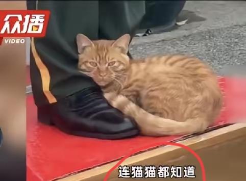 天安门广场那只蹭哨兵裤脚的小猫，当初可是刷遍了全网。央视军事后来找到了当时执勤的