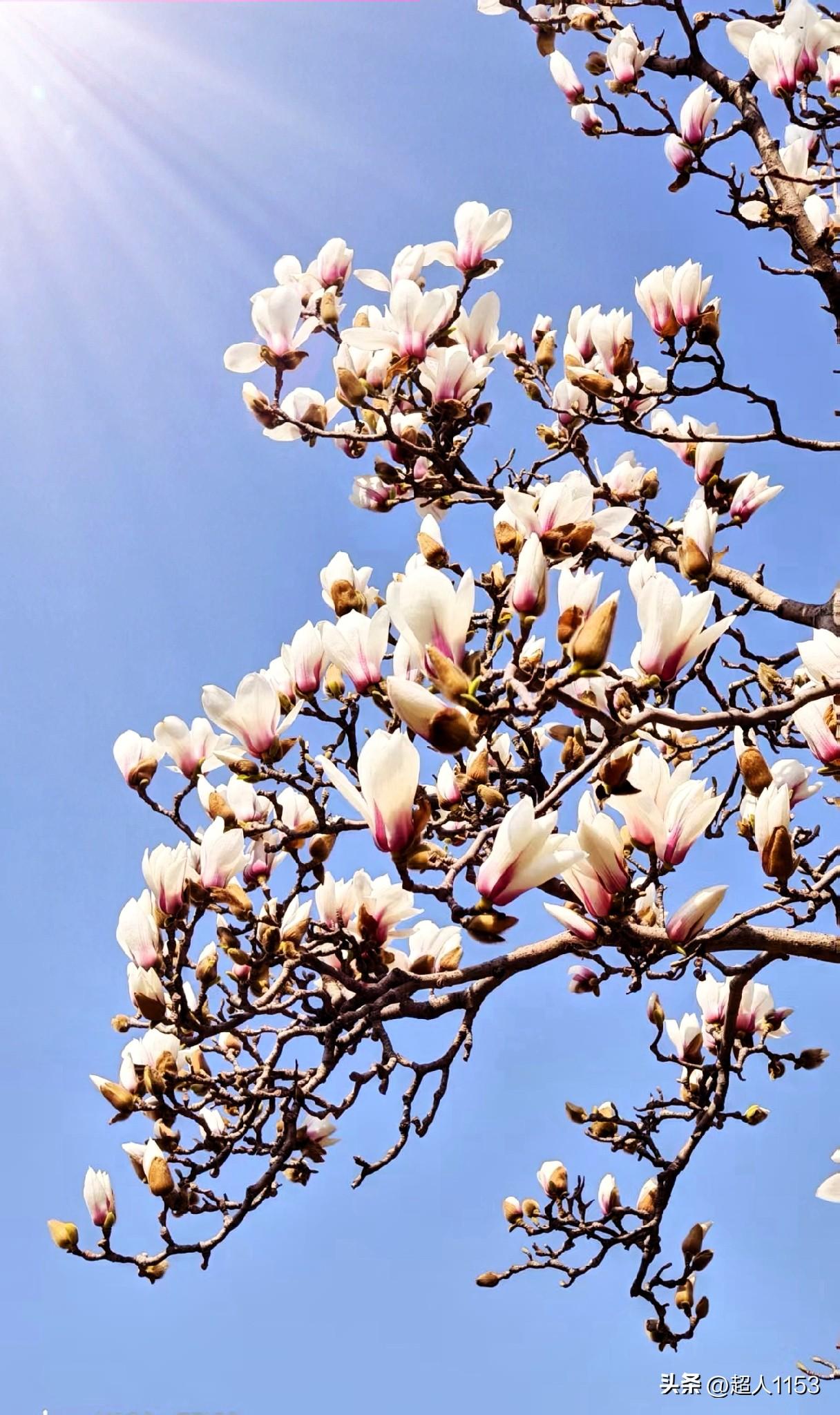 漂亮的玉兰花你喜欢哪种颜色?

漂亮的玉兰花，
白色、粉色我都喜欢。

白色的玉
