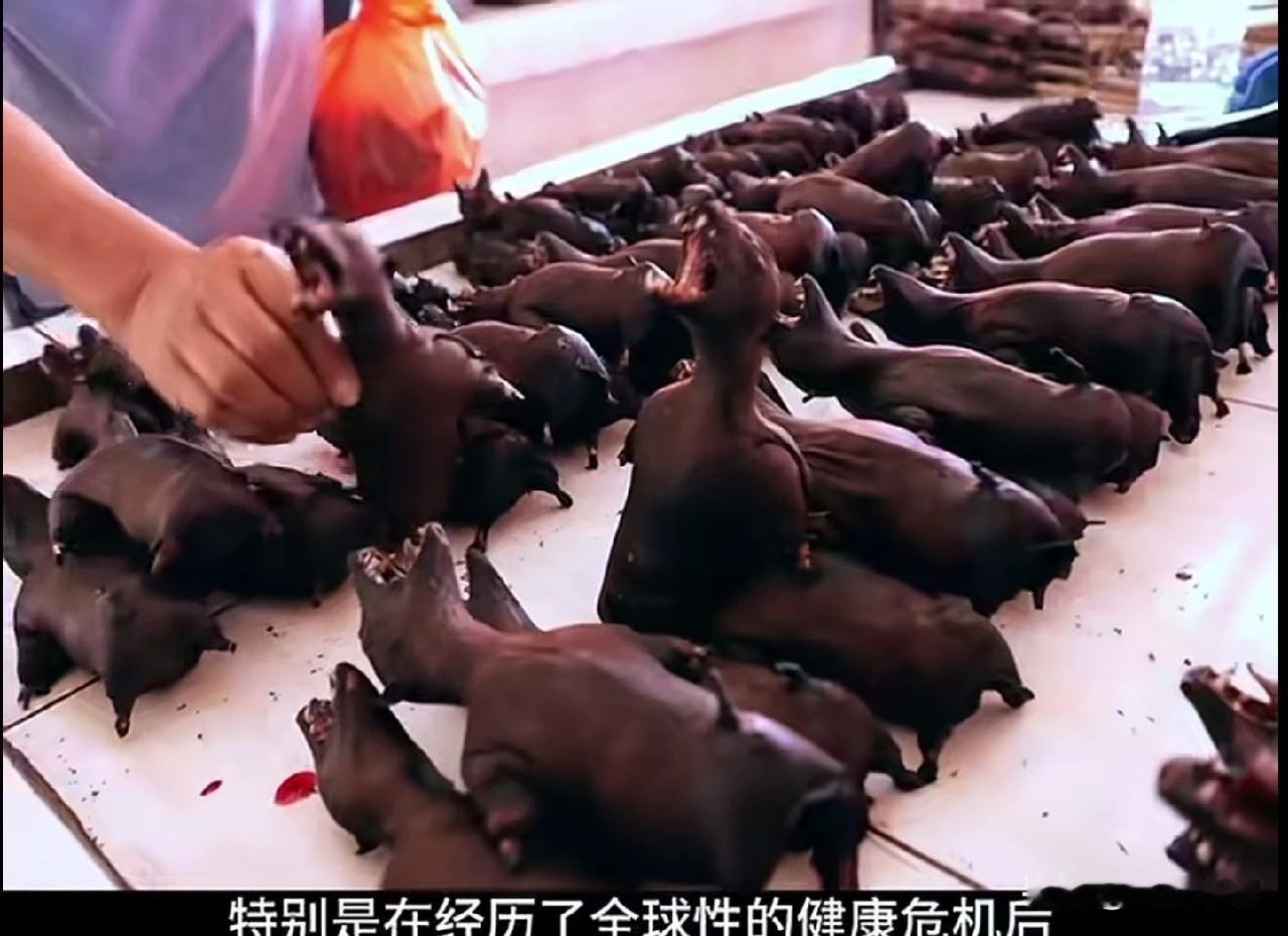 真是开眼界了！咱们这令人作呕的蝙蝠，居然是印尼人餐桌上的常客。宰杀后的它们看着黑