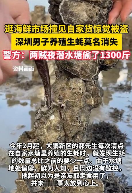 心不是一般的大！广东深圳，一男子养殖的生蚝总是莫名消失，他以为是亲友拿走吃了，就