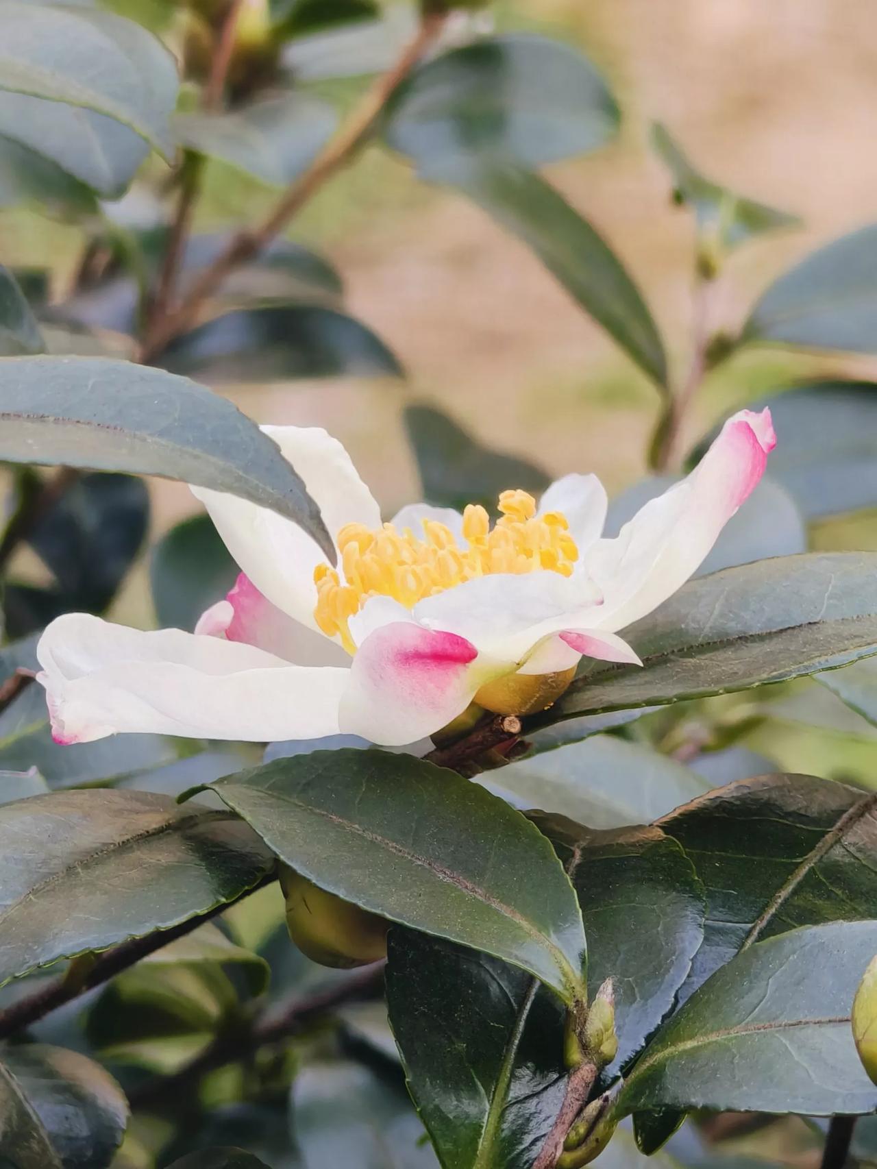 苏州木渎山塘上有好几家园林，在虹饮山房内发现有茶花开了，而且是白色的上面还有粉色