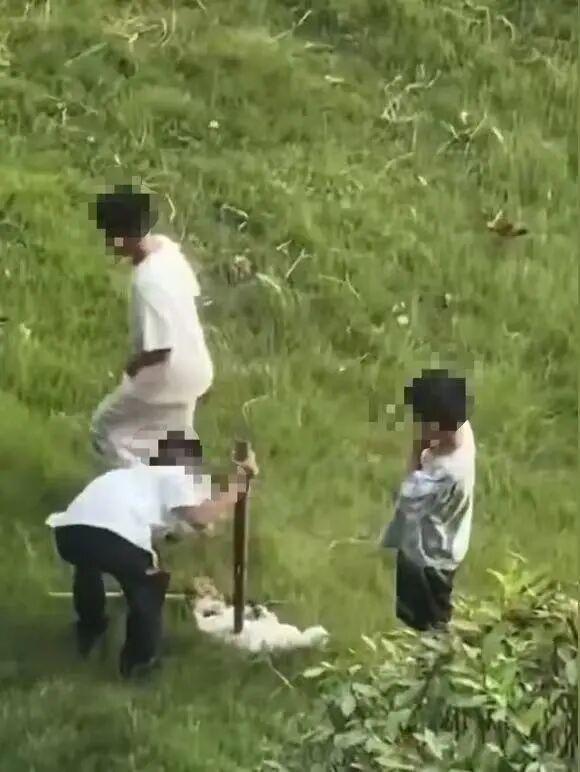 徐州三个男孩虐猫致死，警方当晚训诫了孩子和家长，但心理专家指出“跟风”才是真正的