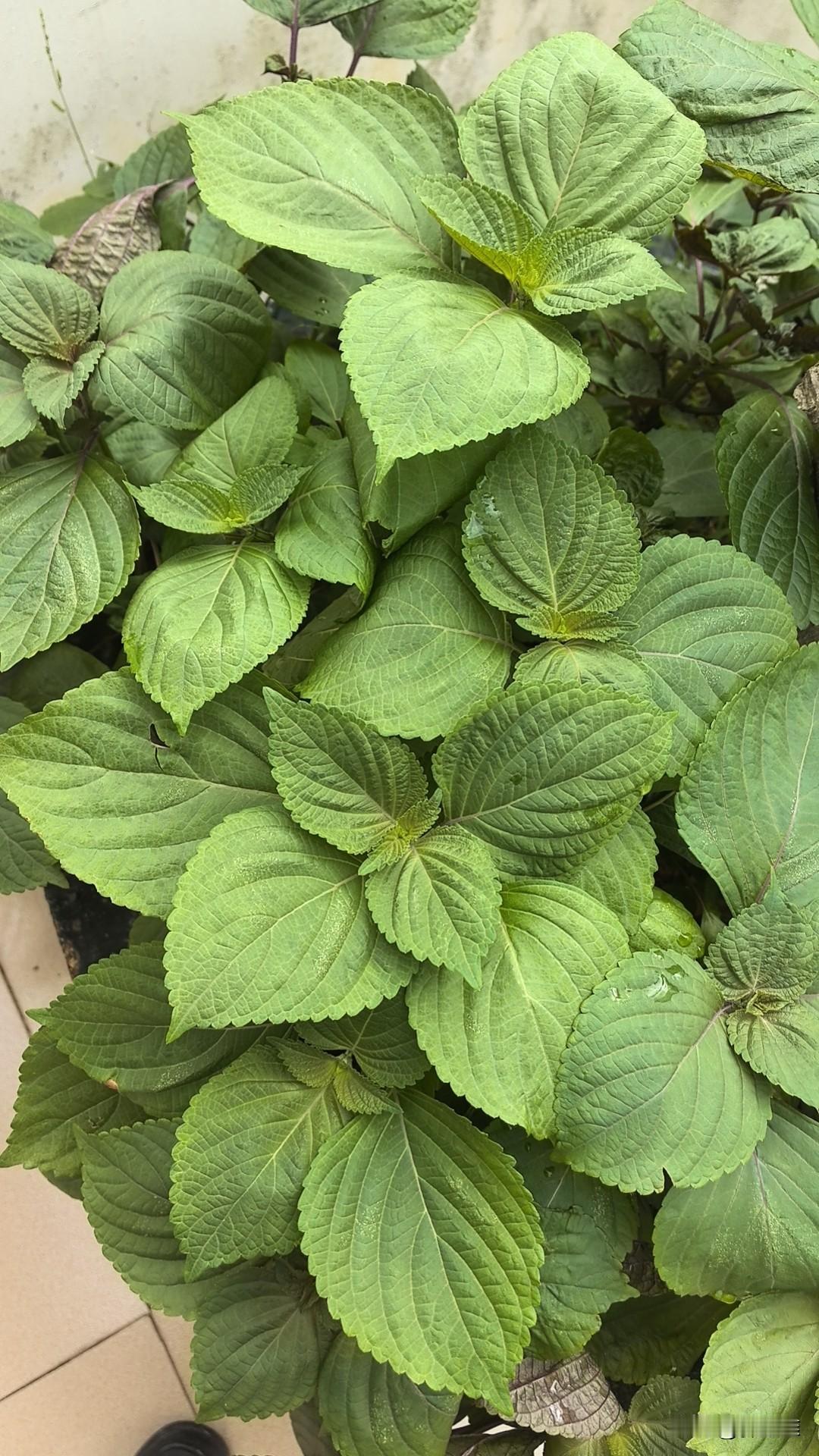 回来小时候长大的地方，常常觉得自己是幸运的，因为这里确实是自己的乐园，比周树人的