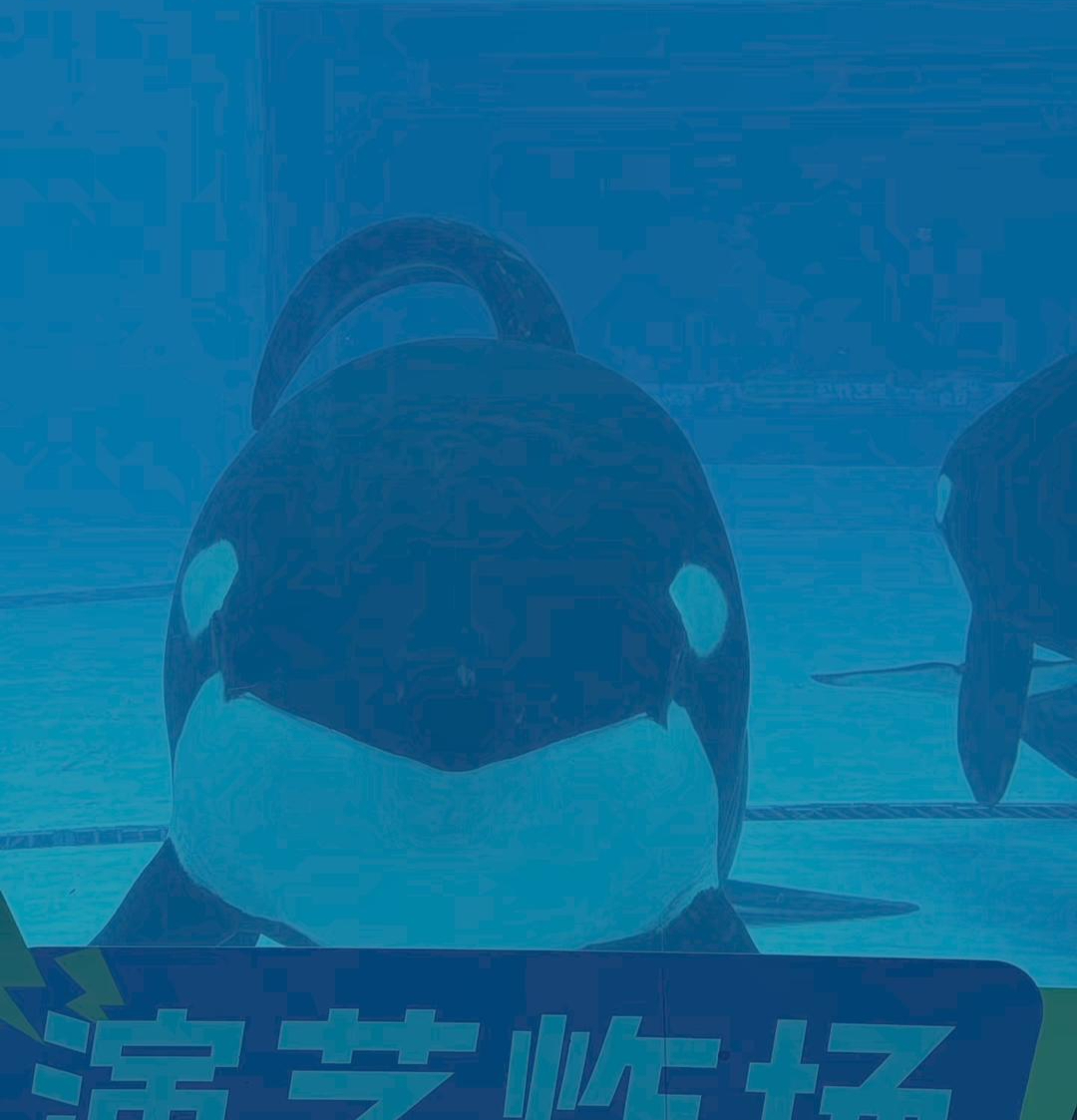#珠海长隆一虎鲸身心健康引关注#【珠海长隆一虎鲸“看起来不开心”？园方：专人照护