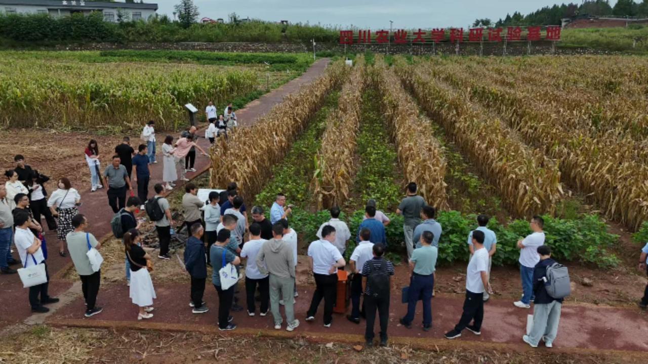 大豆玉米带状复合种植