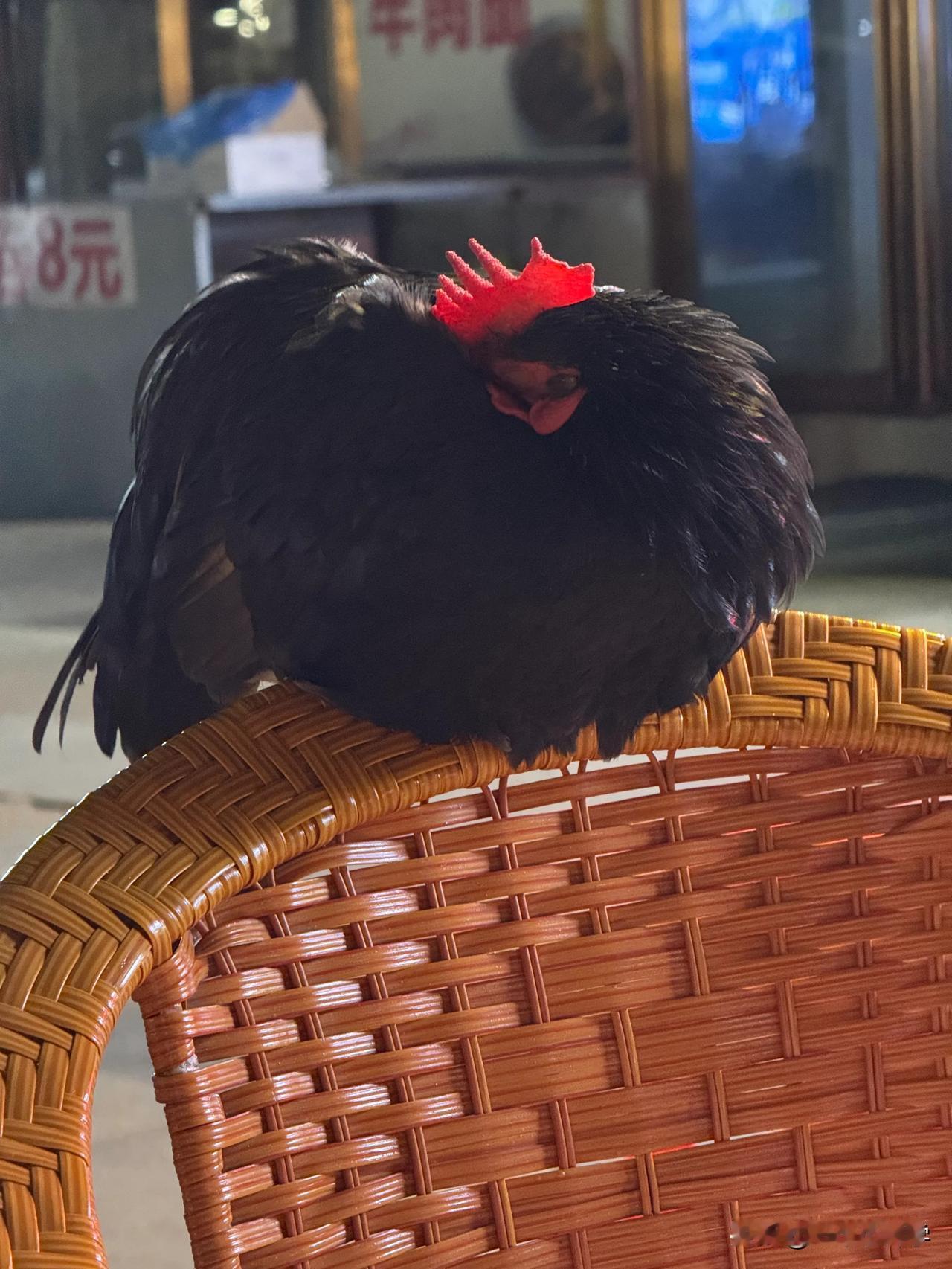 内蒙，公大，大四，毕业后如何选岗
一批岗可以选特勤，呼和浩特特勤局、铁路岗，海关