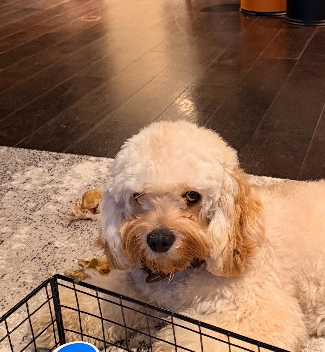 说实话，可卡布这个品种真的不适合剪发，就应该头发挡到看不到眼睛，当我发现他这样看