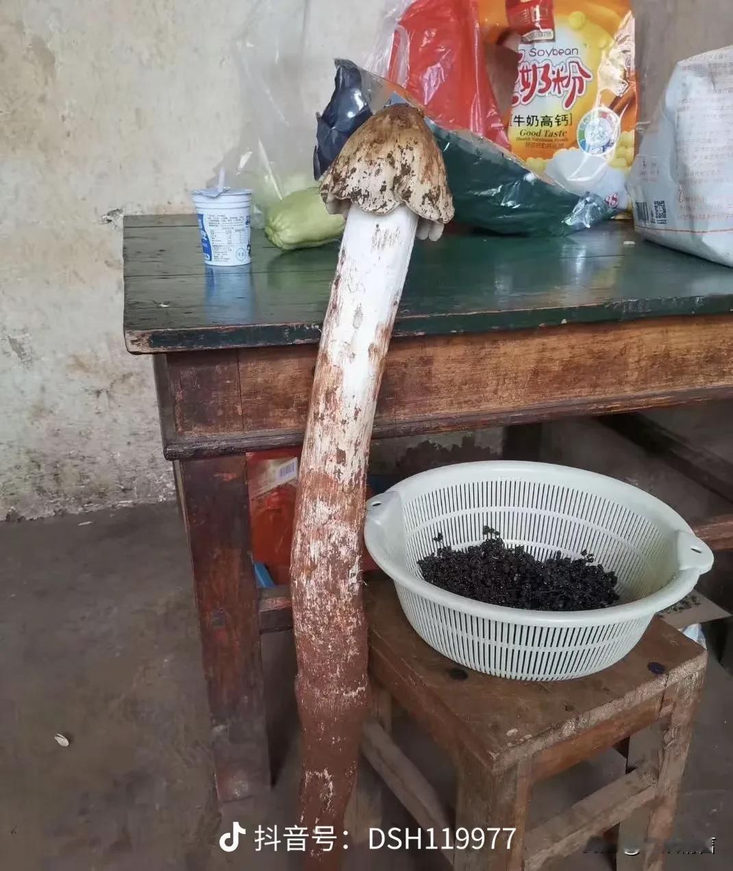 云南的不会炫富，但一定会炫捡的菌子！这不，连续两周的雨天，大家都往山里钻了！

