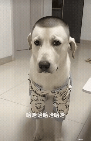 怎么看，都像一个狗男人[泣不成声]