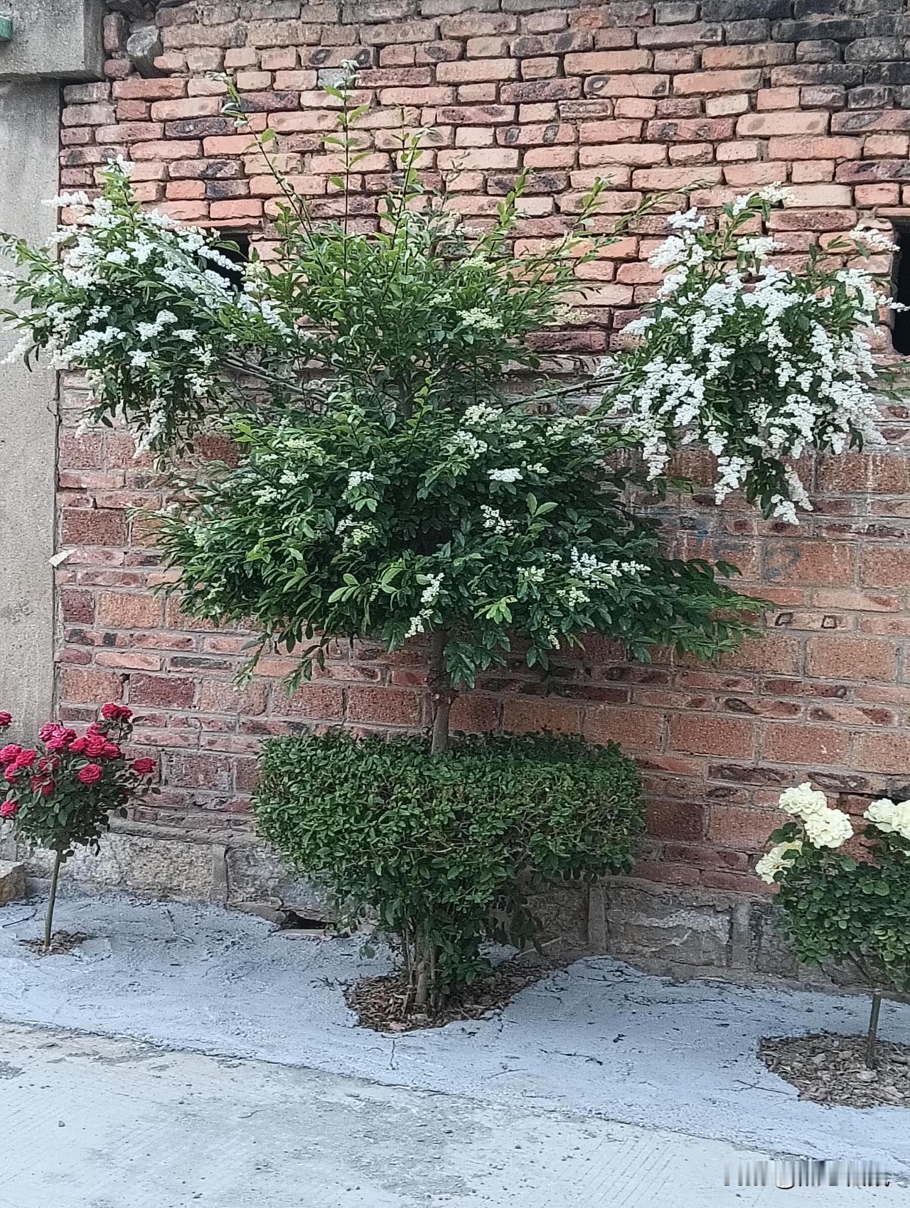 绿意盎然的小院，红砖墙边的白色花树，自然与生活的完美融合。