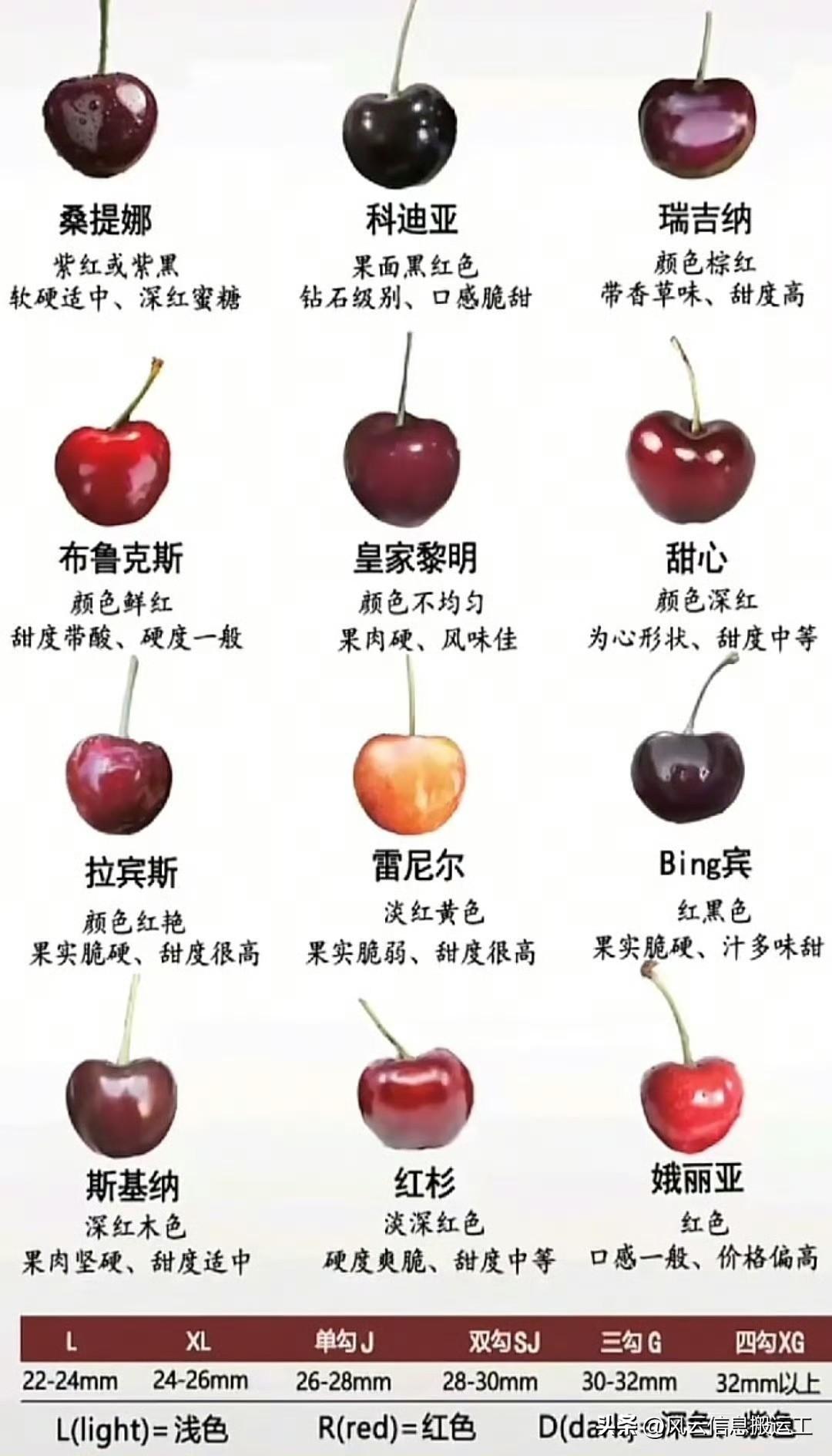 车厘子的分类，对喜欢吃的人姑且可以了解下。