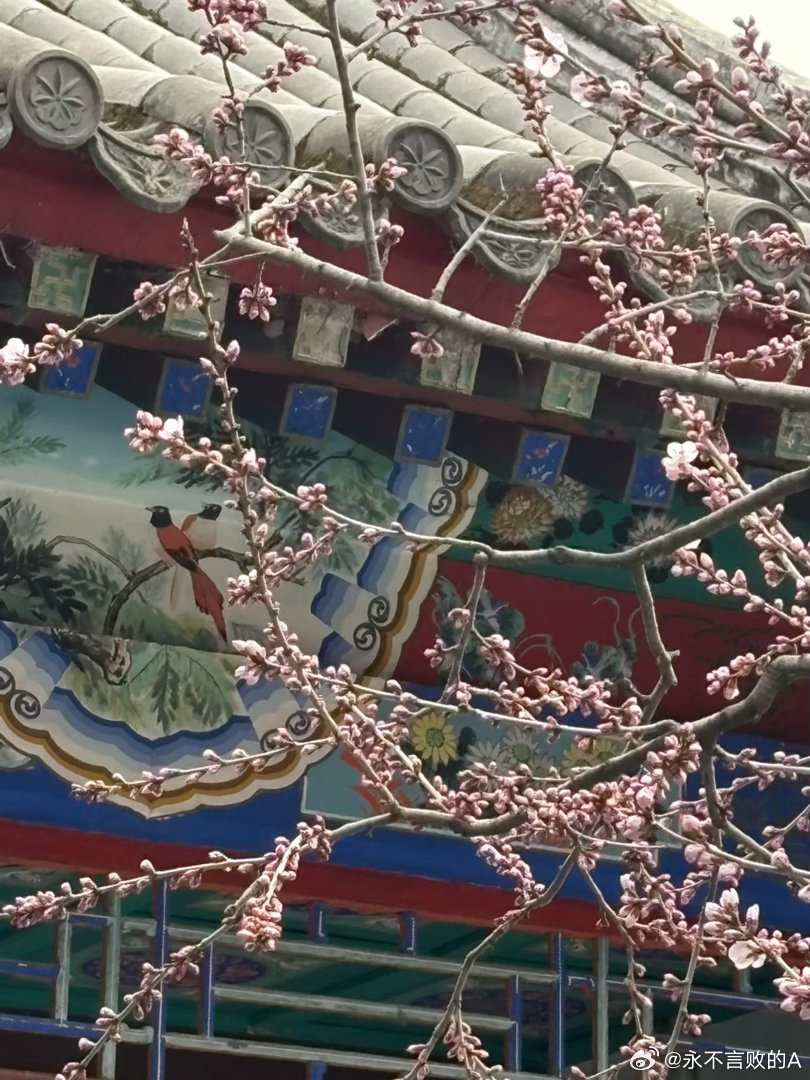 万寿公园山桃花 摄影