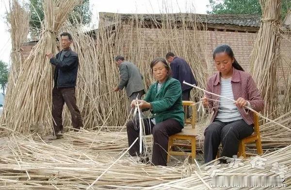 农村捞麻子的趣事。
大集体时期，我们生产队每年都会种些麻子。一到秋天，把麻子割下