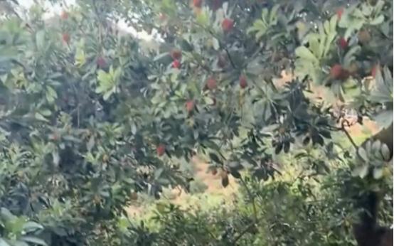 福建杨梅彻底炸锅了！几个黑心商贩泡药水的事一曝光，全国多地直接一刀切，只要是福建