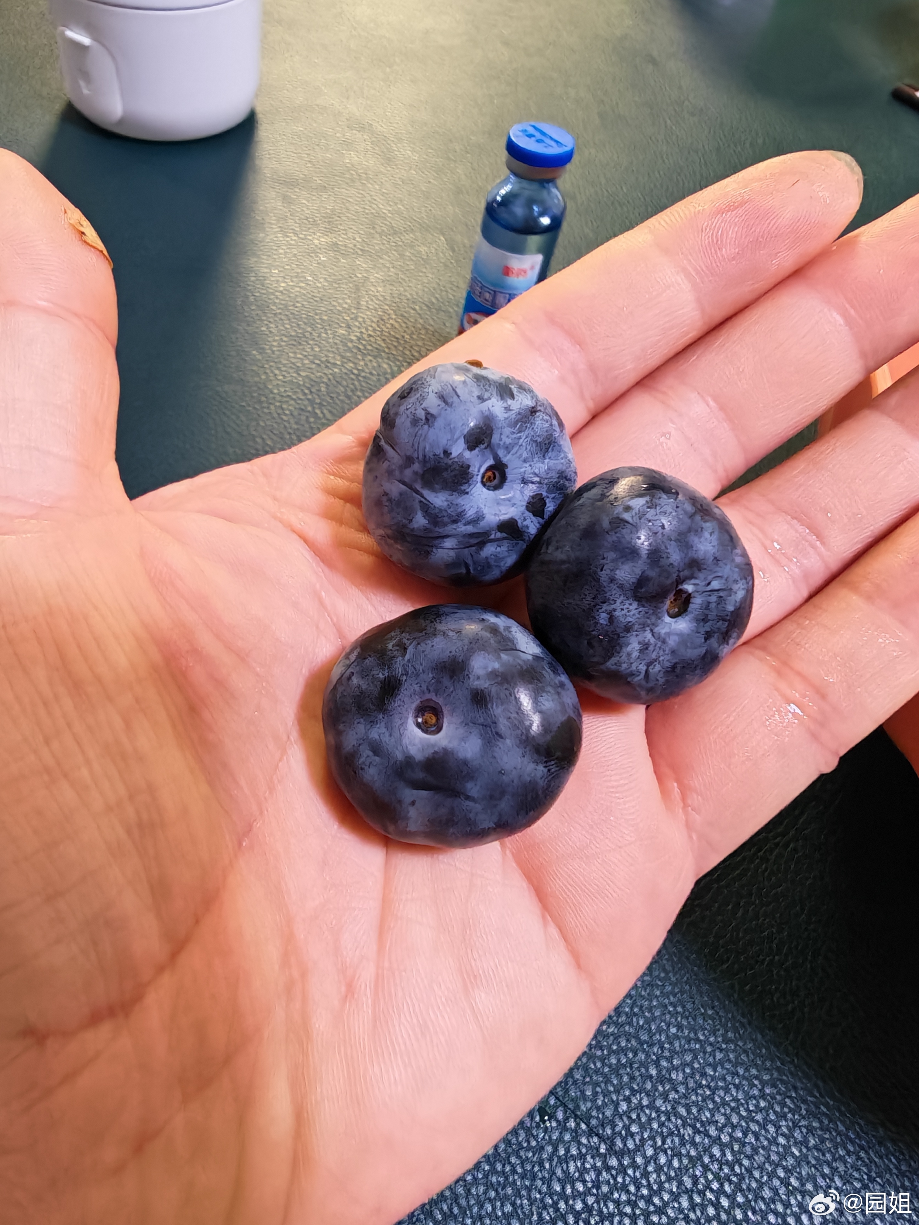 丹东人的幸福时刻，草莓下来了蓝莓下来了又能吃小半年了