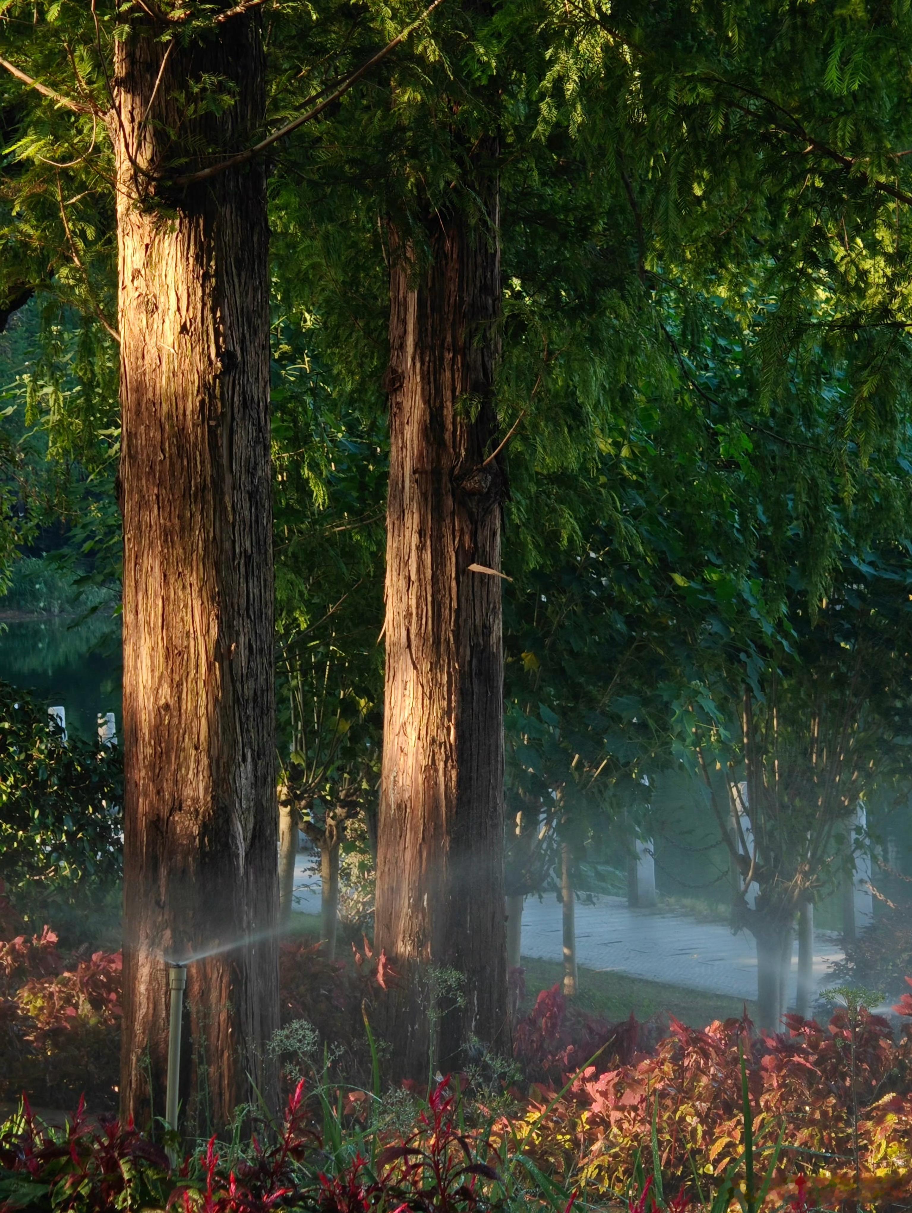 早安[太阳]斑驳的光影与花洒喷出的水雾让画面的色彩微微显得朦胧，一切都是如此梦幻