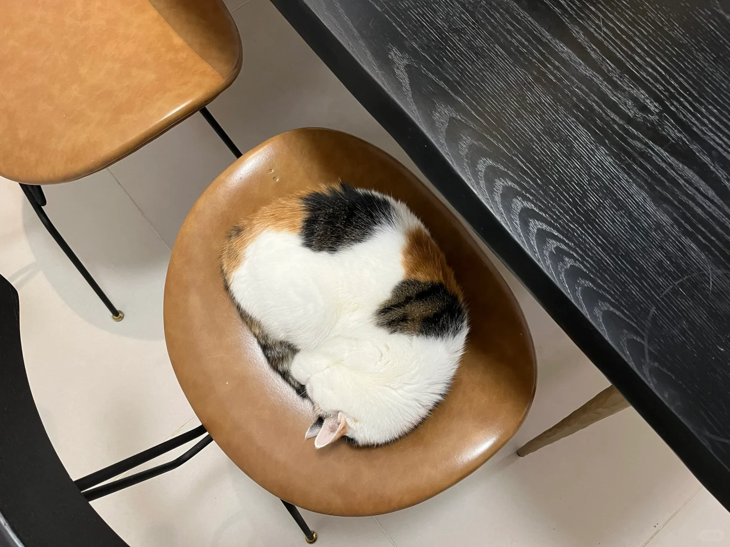 是猫！？