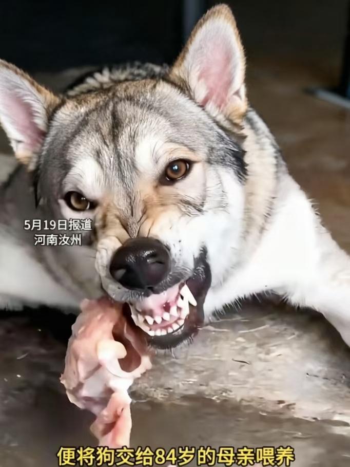 河南汝州有一条被禁止饲养的捷克狼犬挣脱了锁链，咬死了两个孩子中的一个，最后这个案