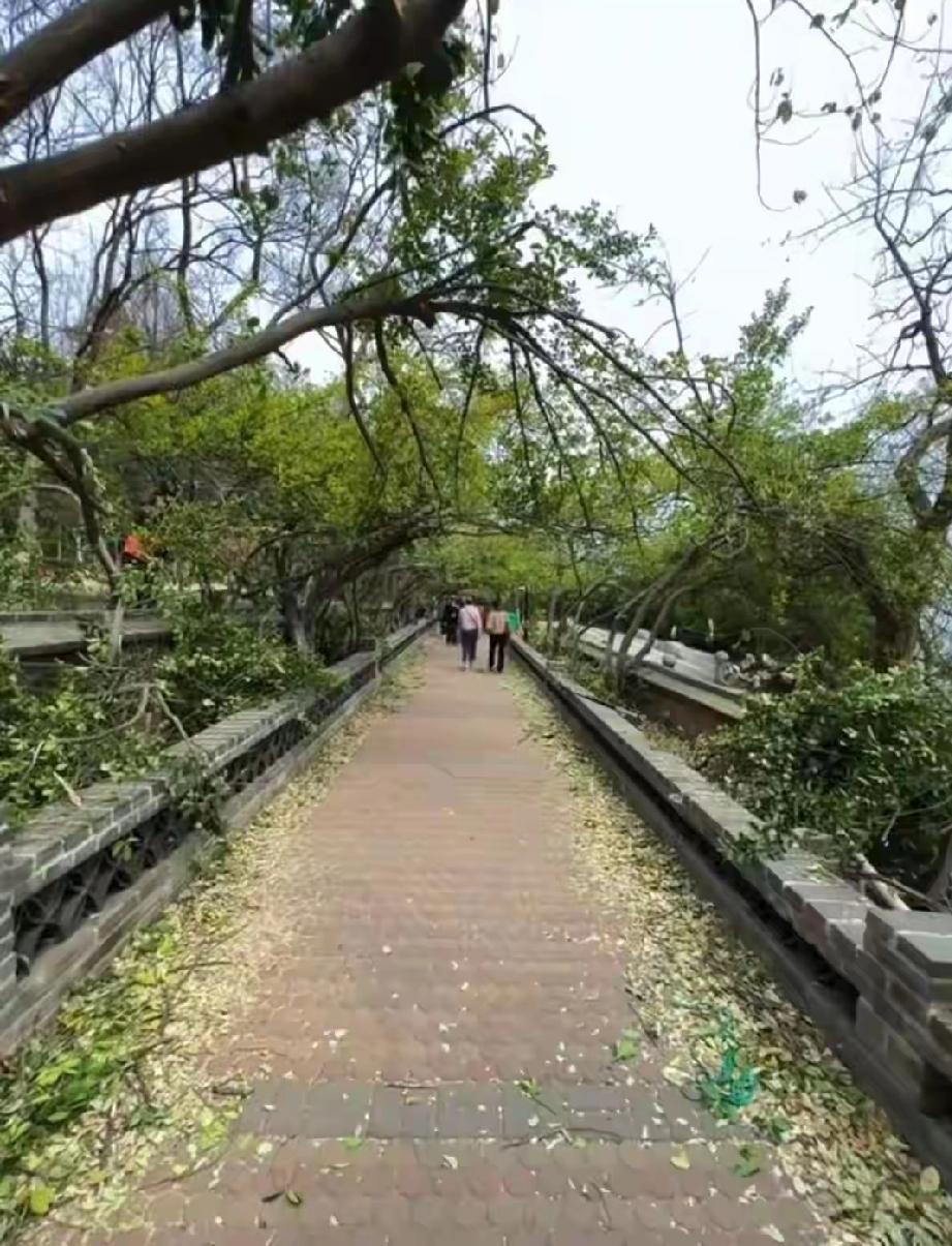 冬青砍树与玉兰打花为什么不一样的结局？这理上哪说去！