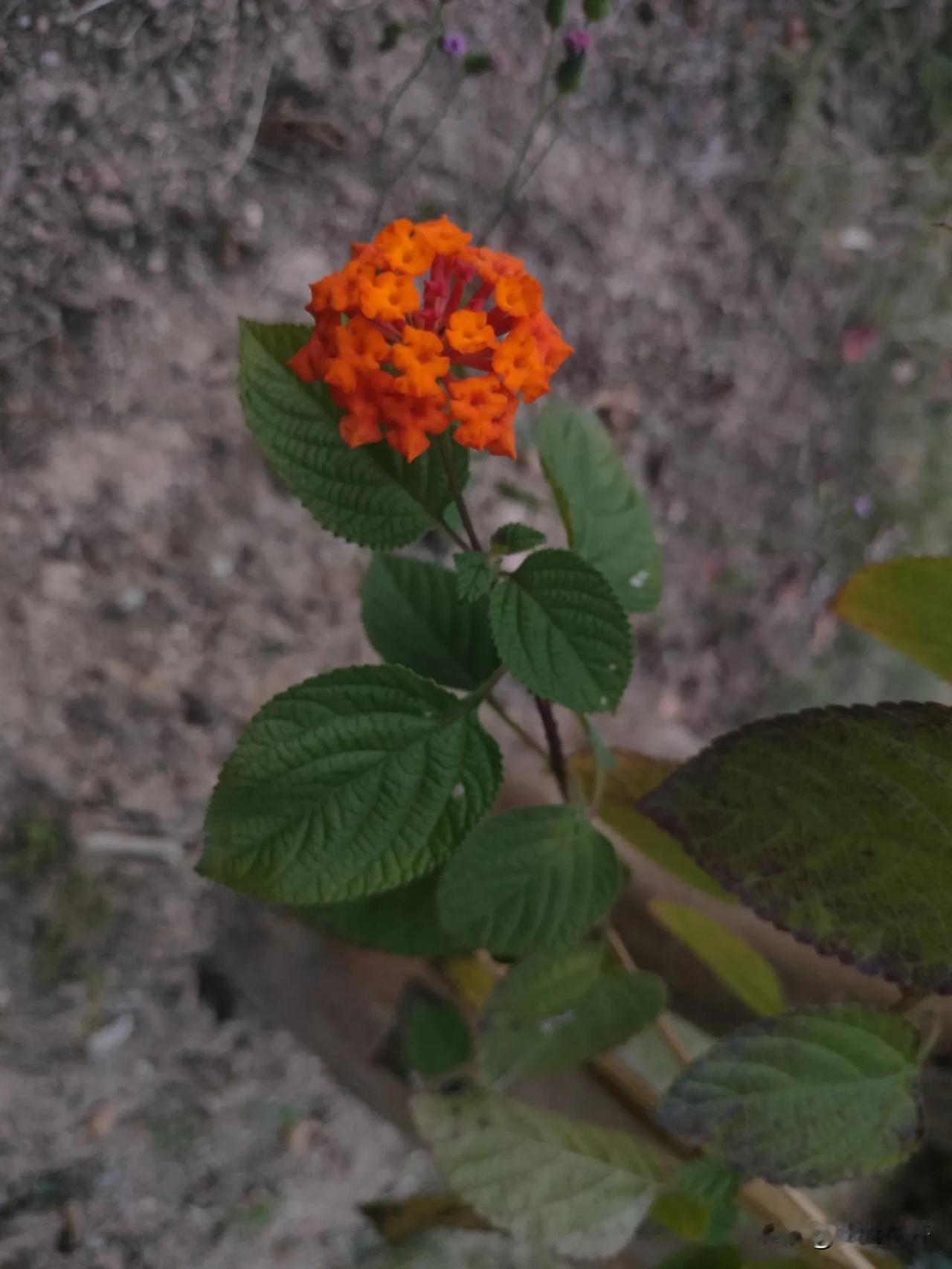 寒风中中绽放更显热烈与坚韧。
冬日花朵随手拍 冬日里的花。