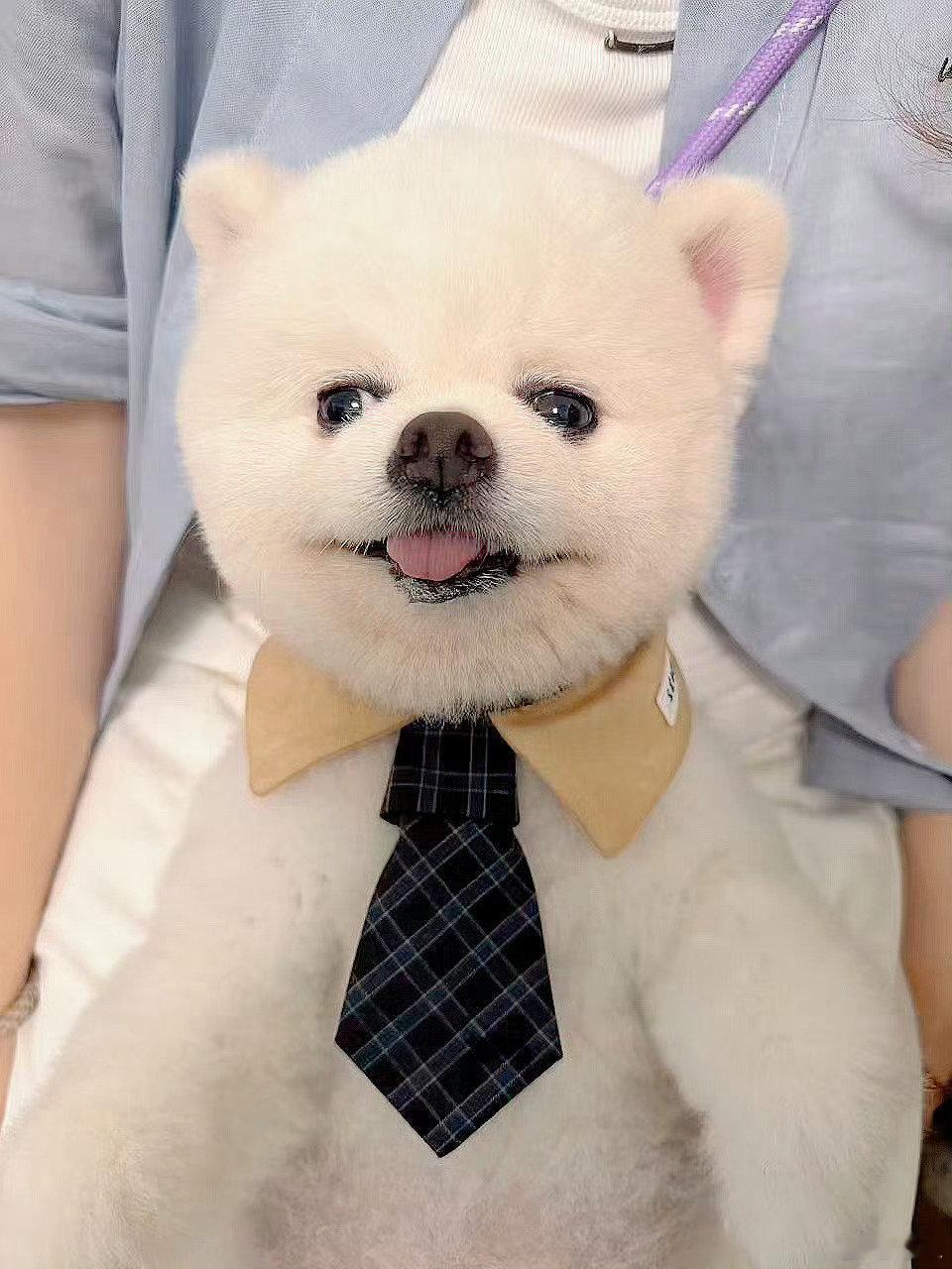 孟子义和巧克力一起拍了两个广告孟子义带狗一起拍了两个广告 孟子义还有五部待播作品