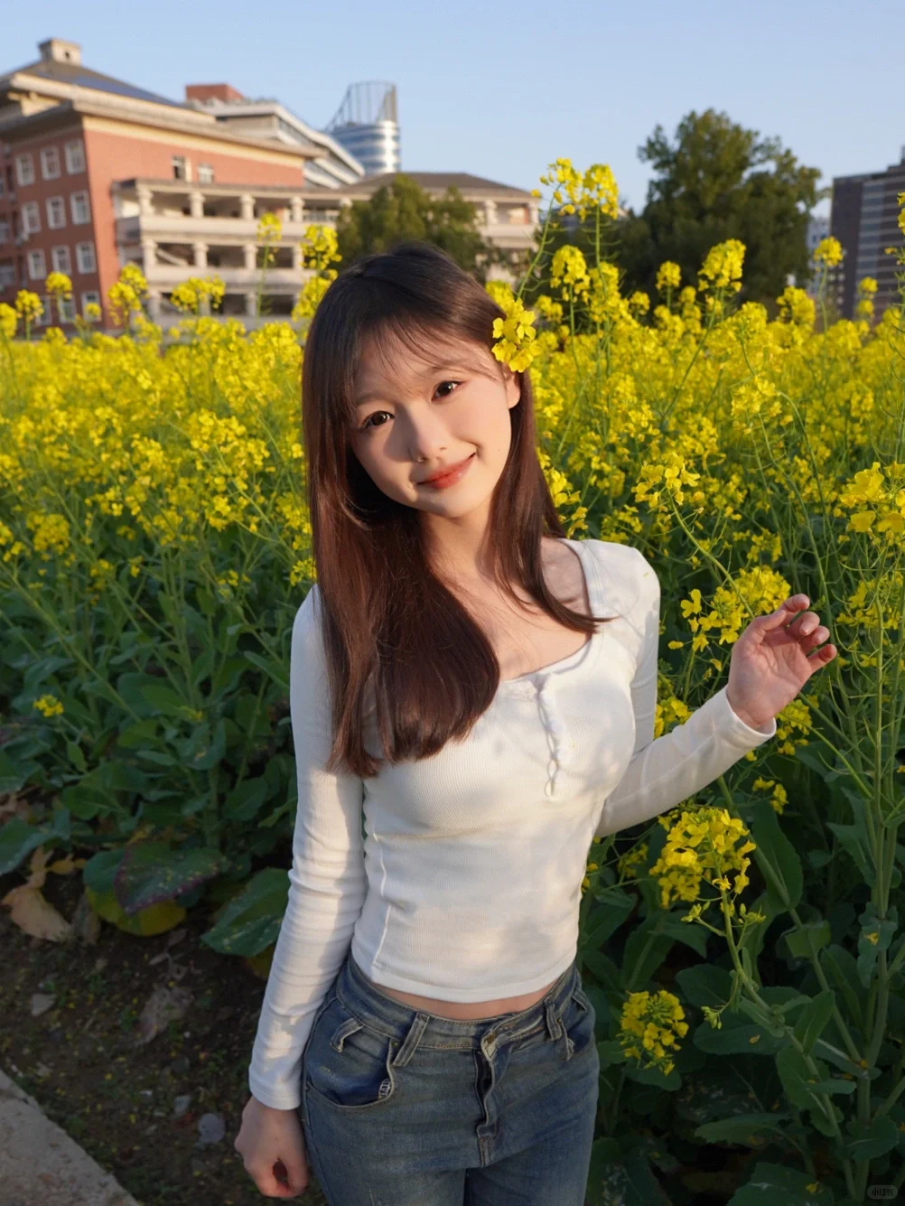 学校的油菜花