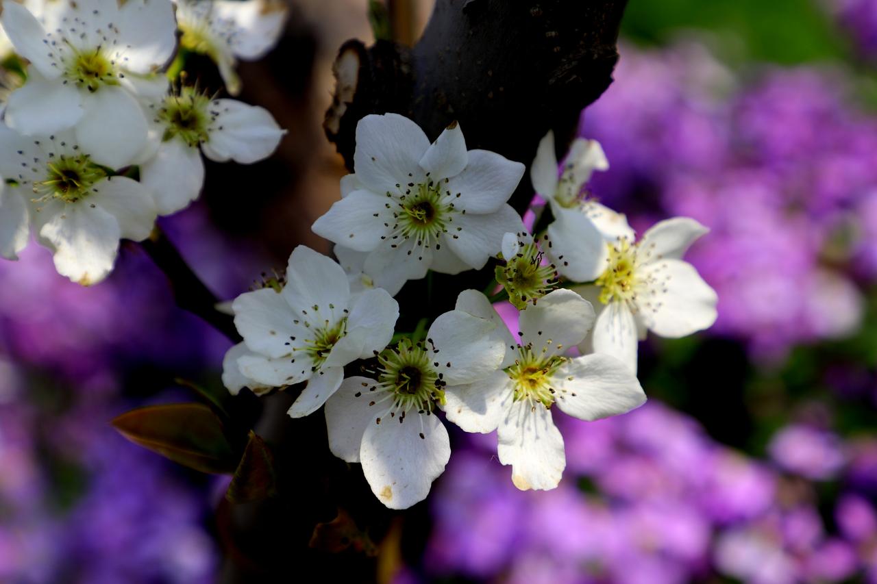 晒图笔记大赛我去拍了一张梨花照片。春日生活打卡季春日领花束
