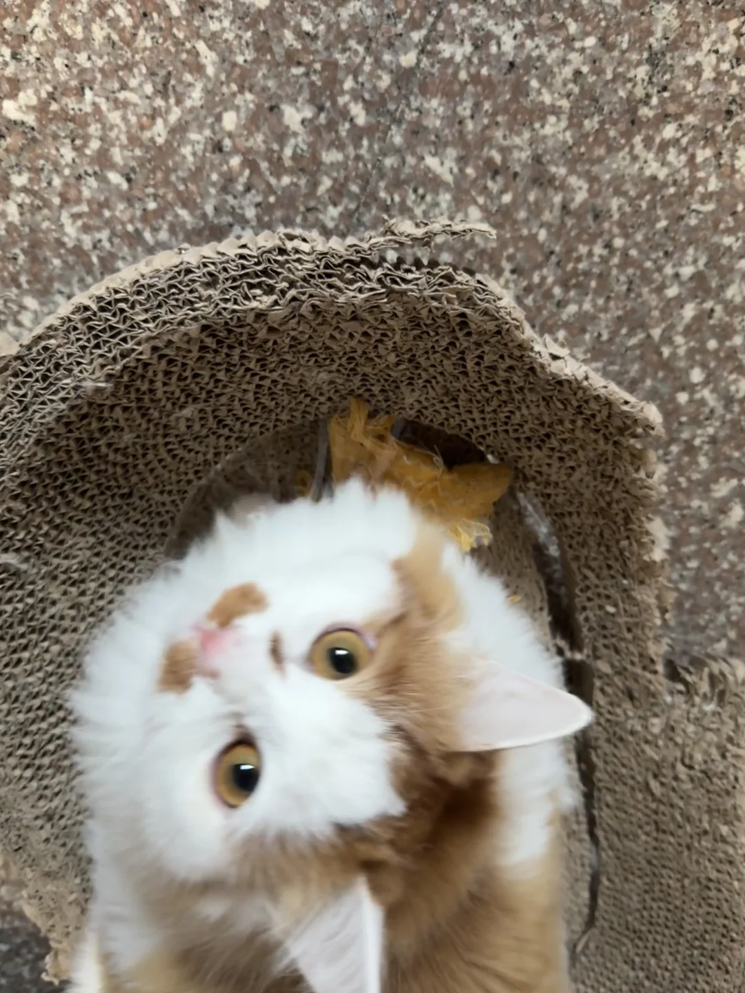 圆头圆脑圆屁股