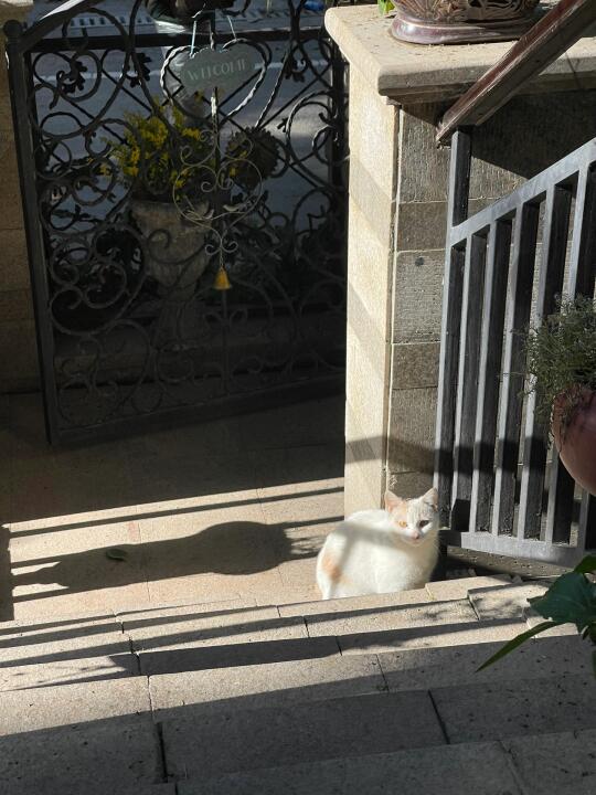 家门口来了一只干净的流浪猫