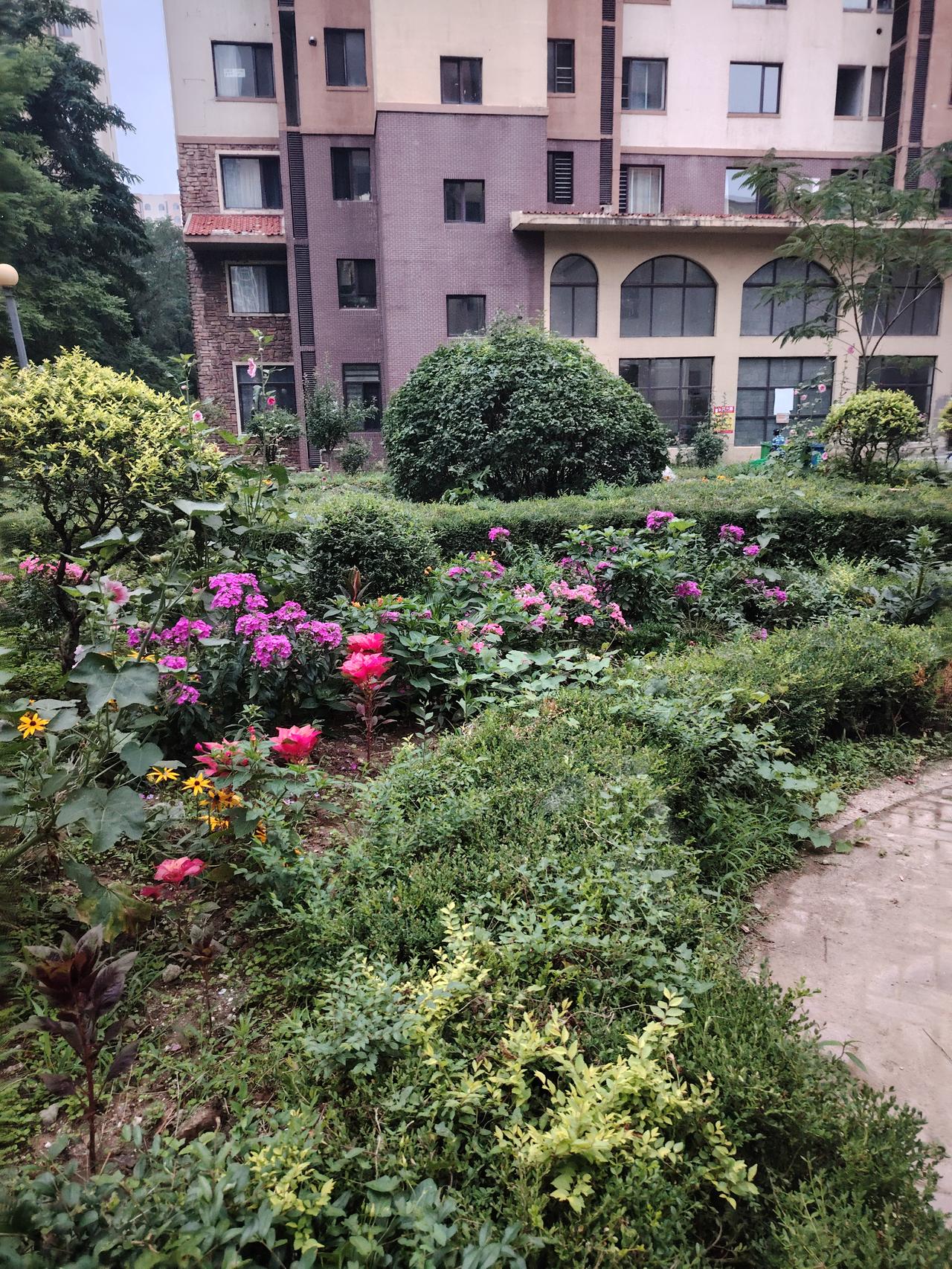 我们院内的绿植都开花了，还挺漂亮的！