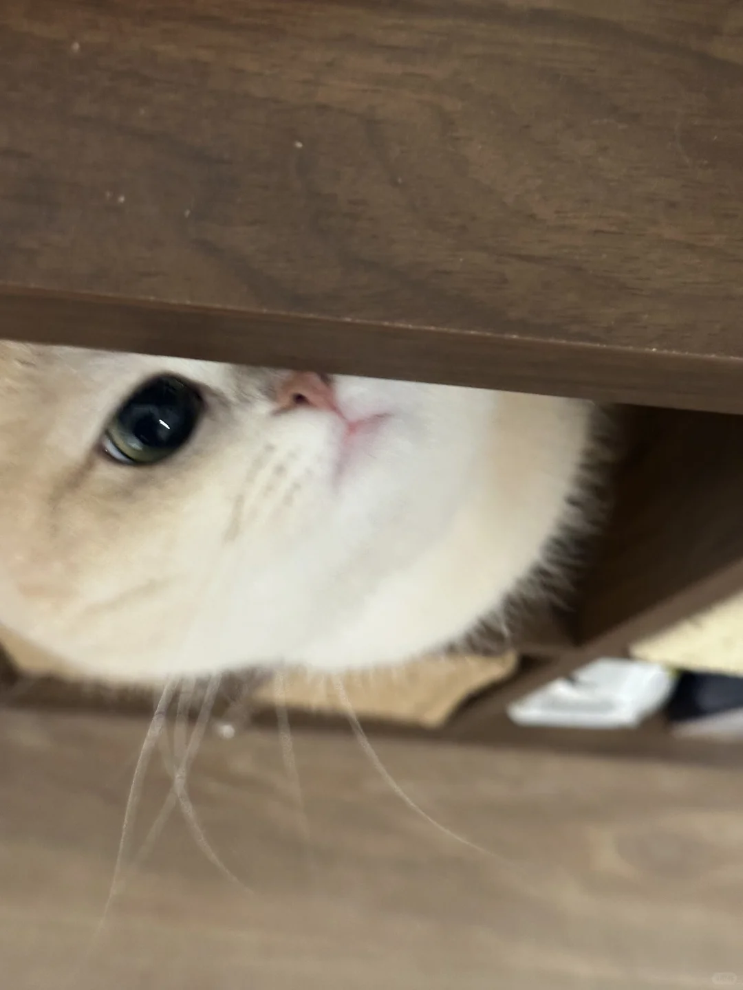 邪恶猫猫头！