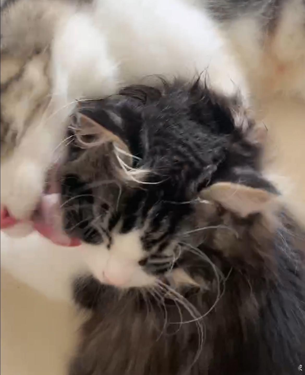 帮亲友上门看猫，别的不说，猫妈妈舔毛技术好差 