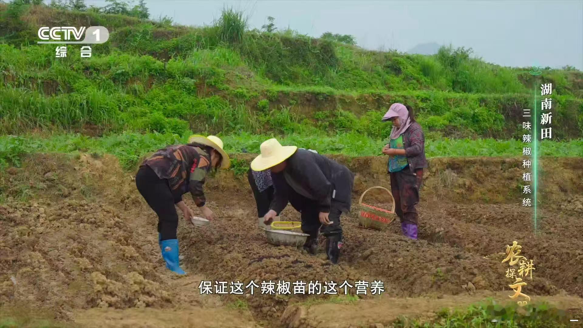 在湖南，你能看到很多独特的农耕方式。田螺配辣椒的组合，就是其中之一。这种方法既保