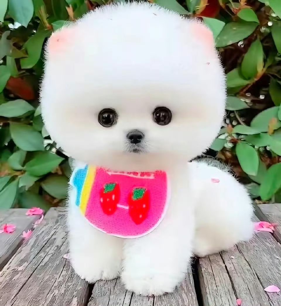 你们别欺负我猪宝了她只是一只小猪她没拿到一位一直在哭我哄都哄不好我s了你们我s了