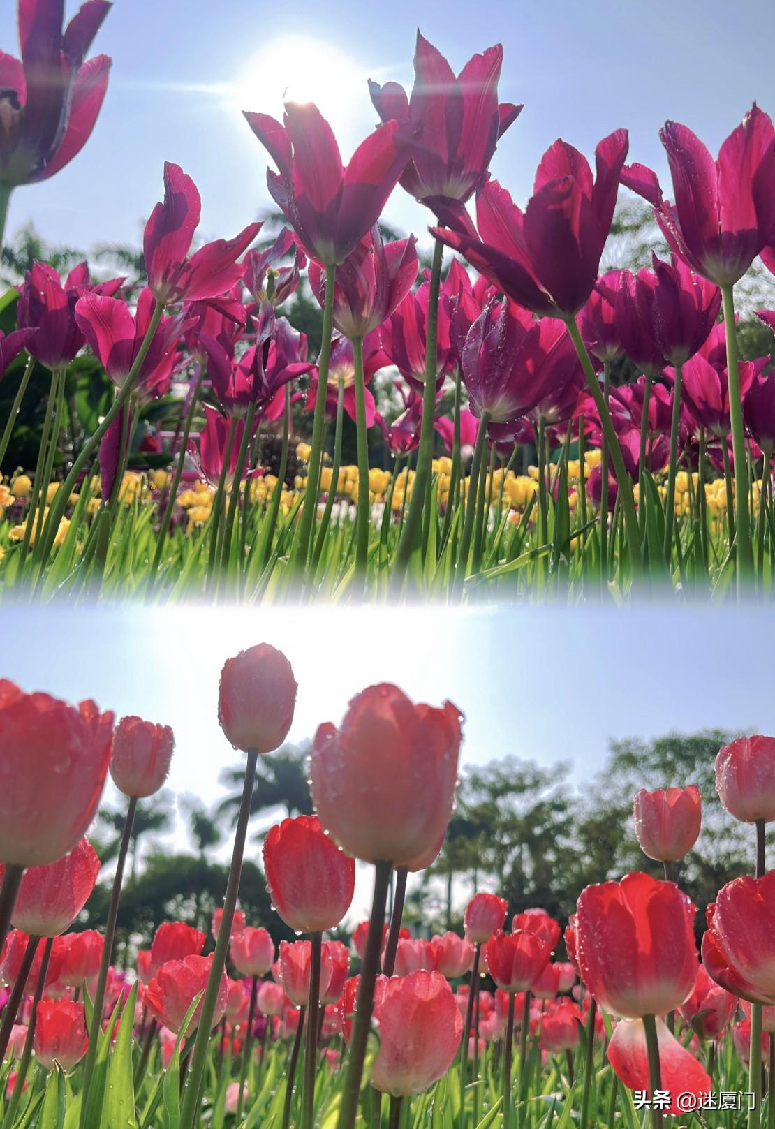 厦门园博苑郁金香花开得好浪漫带定位晒今日生活 

厦门园博苑新加坡园，45个品种