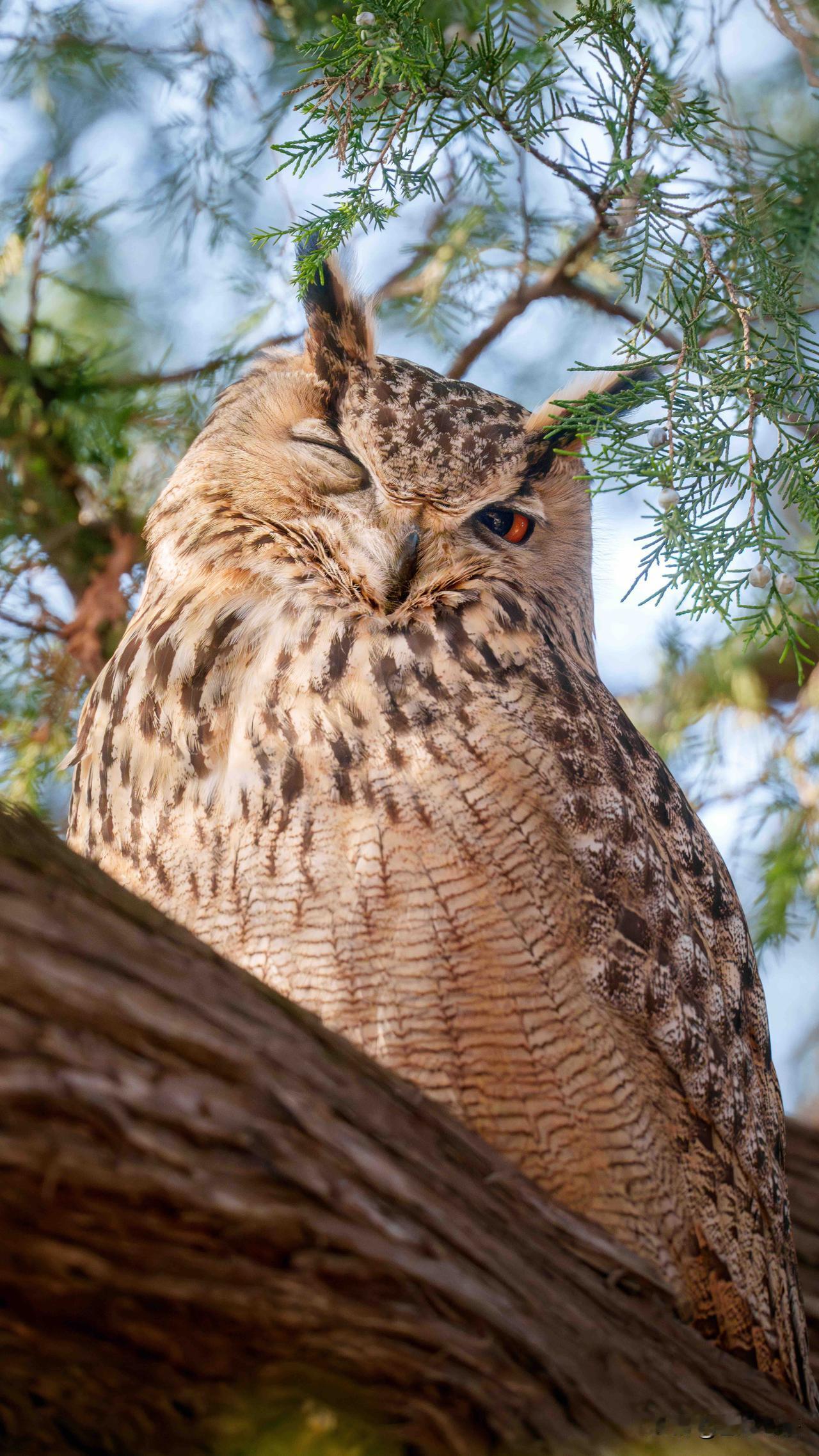 雕鸮闯进故宫也太萌了😭
今日份惊喜是故宫雕鸮给的！
本以为进宫的是网红打卡党，