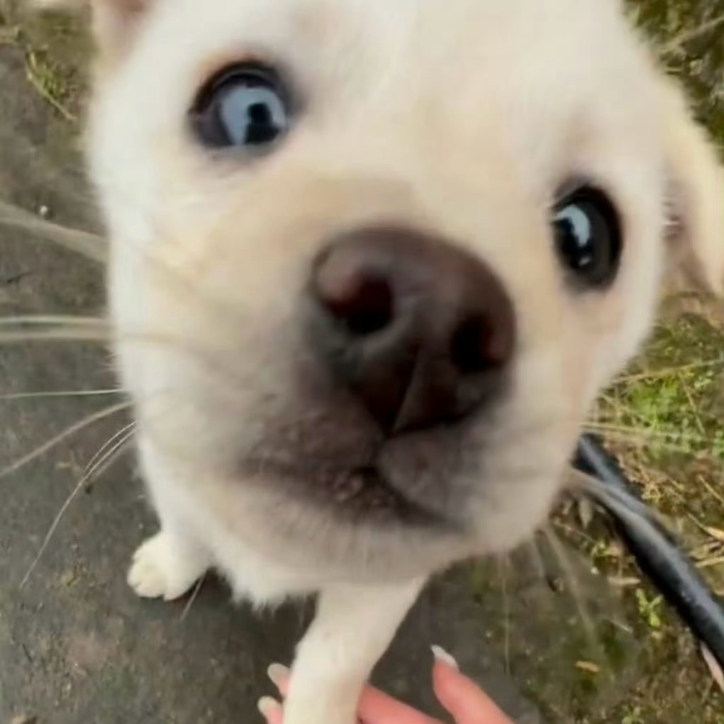 🐶🐾请找出下图的区别🐾🐶 ​​​