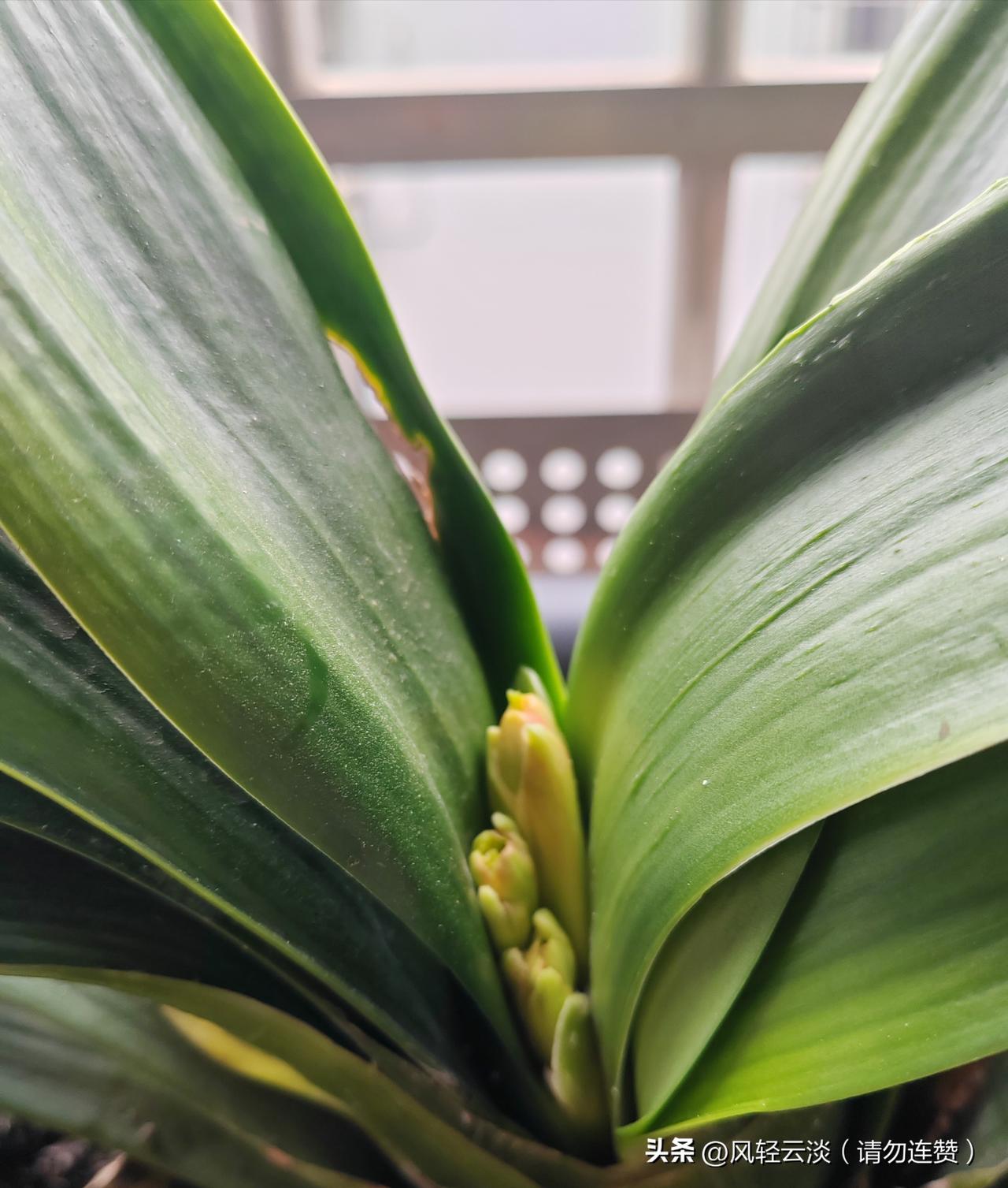 收拾了阳台的花架，把刚开的君子兰挪到窗边，阳光洒下来的时候，连叶片都在发光。日子