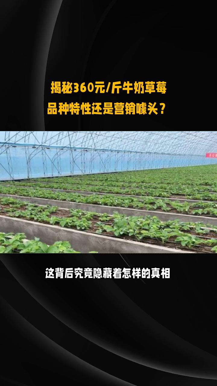 揭秘360元/斤牛奶草莓品种特性还是营销噱头？
牛奶浇草莓真的能卖出360元天价