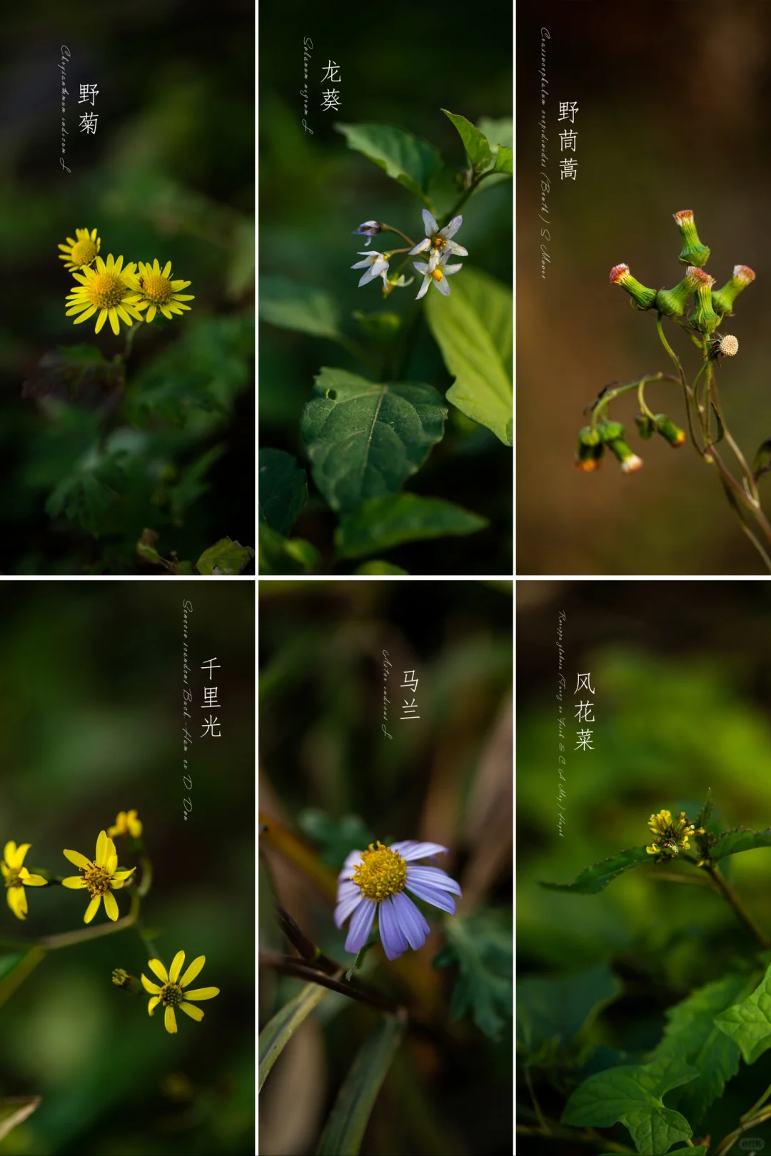 你们那边冬天还能看到这几种植物开花吗？