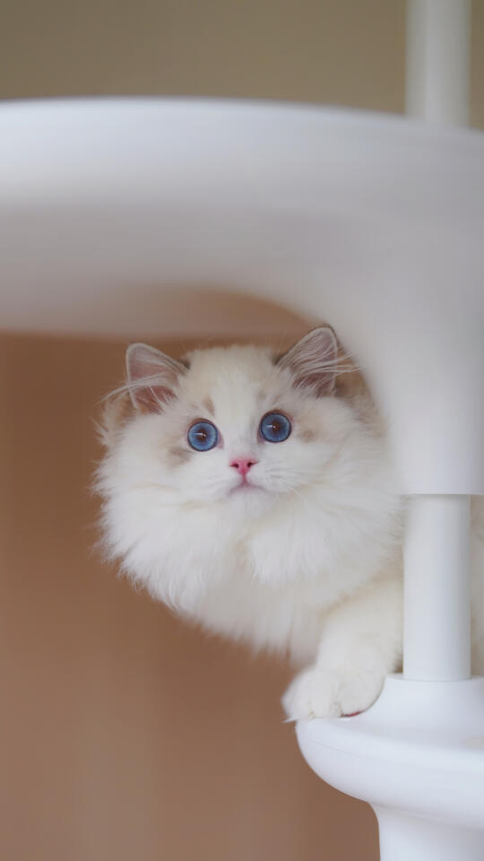 找🏡｜从未见过如此纯净的眼睛❤️