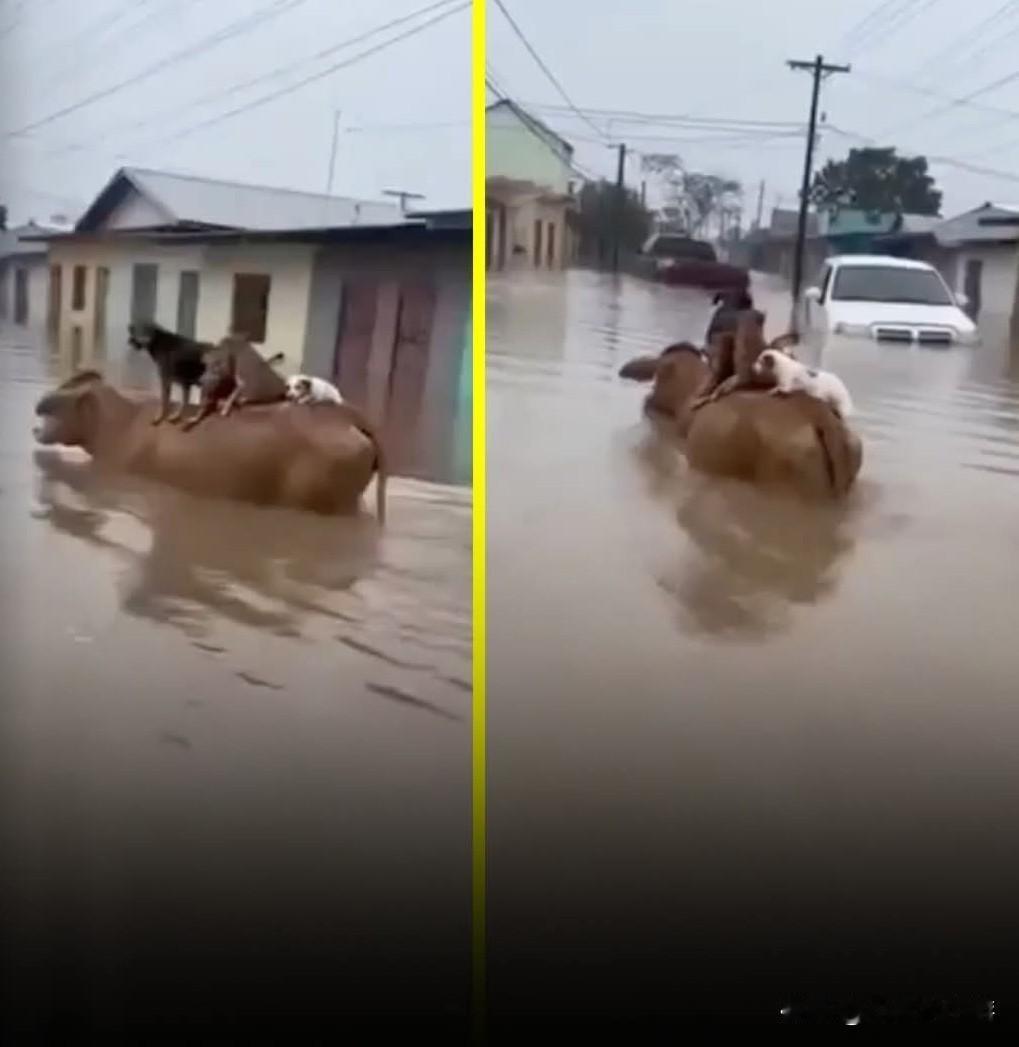 在一场冷锋过境后重创哥伦比亚加勒比海地区的严重洪灾中，一幕被拍下的画面让成千上万
