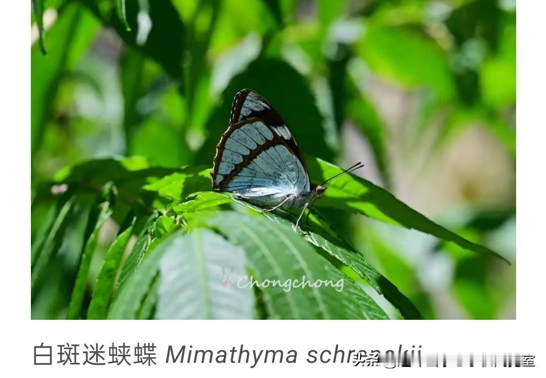 虫蝶图鉴图览01