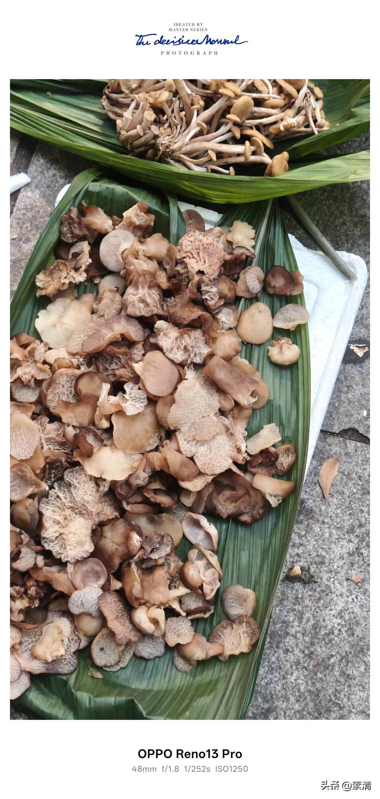 雨水催生山野珍味，40元一斤的青杠木耳，有人吃过吗？
 入夏后雨水接连不断，山里