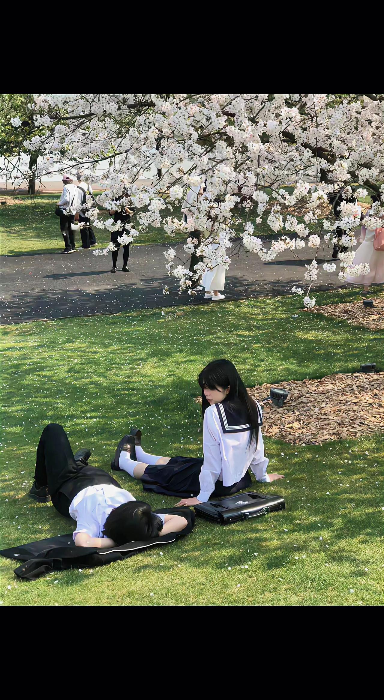 🌸樱花瓣落满他的白衬衫，像时光偷偷撒的糖✨。她数着光斑，等风把少年心事吹到耳边