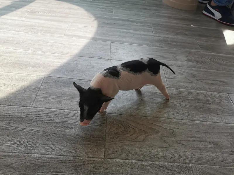 现在的家长满足孩子养宠愿望的方式真是越来越野了。有个七岁女孩果果生日许愿养小宠物