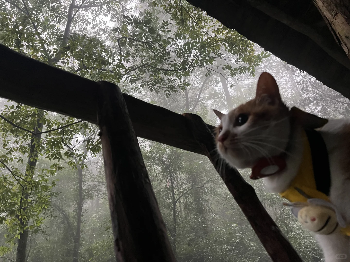 怀民在青城山被我弄丢了