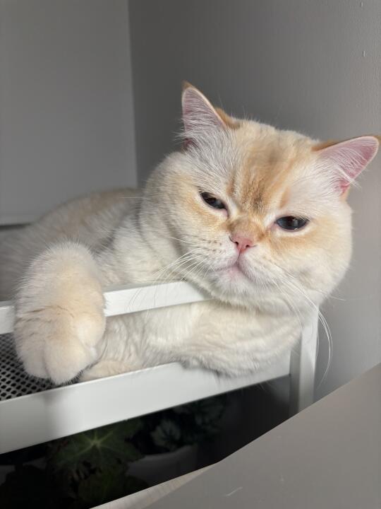 都要长成大卡车了