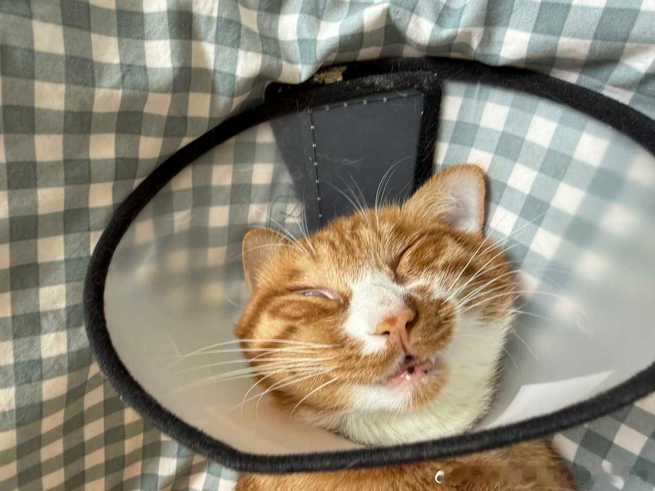 49262【睡美猫】刚绝育完就有婴儿般的睡眠，心动的可以来吻醒了 